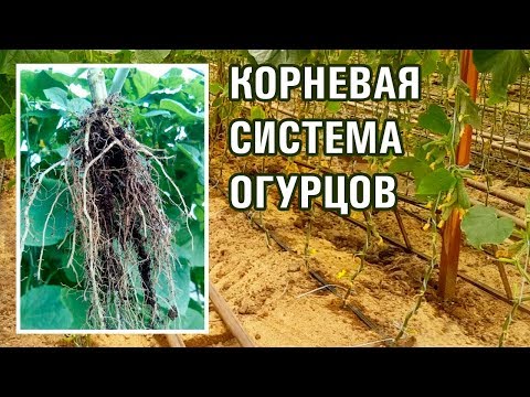 Видео: Корневая система огурцов в холодную погоду.