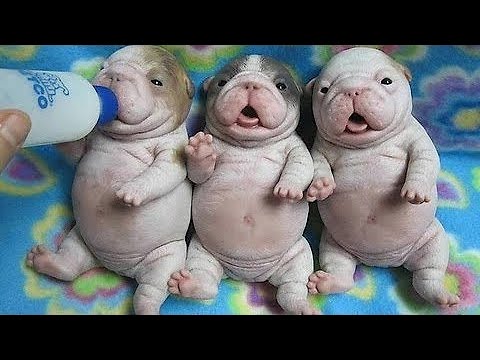 Видео: Как Выглядят Детеныши Собак Разных Пород!