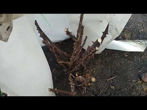 Видео: Розы после паводка.