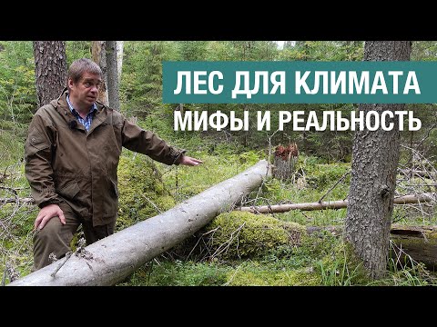Видео: Правда ли, что старый лес перестает выделять кислород и поглощать углекислый газ