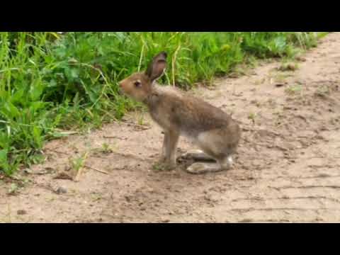 Видео: Зайцы оборзели