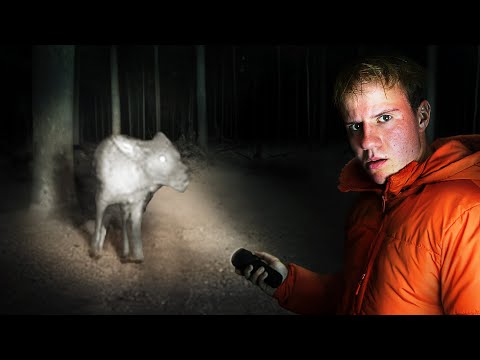 Видео: Чупакабра действительно существует?