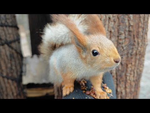 Видео: Пугливый альфа и его подружка Белоснежка 🤗😃 The timid alpha and his girlfriend Snow White