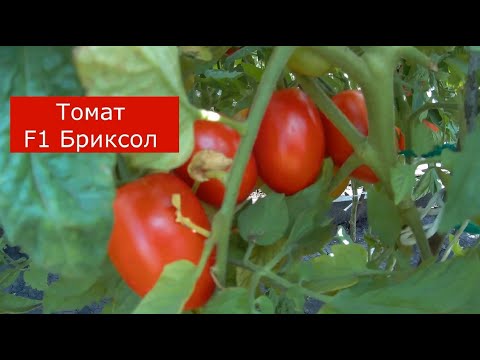 Видео: Томат F1 Бриксол. 2021 Томаты в открытом грунте.
