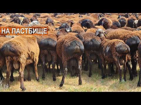 Видео: Ордабасинские овцы на пастбище в степи. Содержание овец на пастбище. Хозяйство Сералы Абжалова.