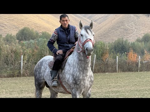 Видео: АТ АТ ЭКЕНГО ДЫЙКАНДАН ЗОР АТ 🤯 #байтв 