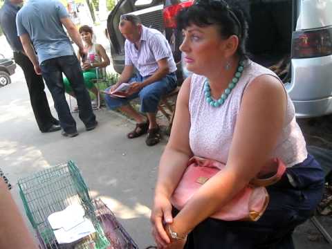 Видео: "Птичий рынок" - беспредел.