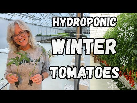 Видео: Зимние томаты на гидропонике 🍅 Установка в теплице Bato Bucket