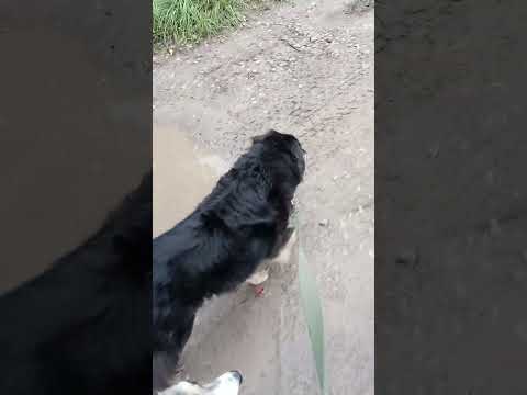 Видео: Почему важно гулять с собакой на длинные дистанции!  @dogtrekkingpskov #собака #природа #здоровье