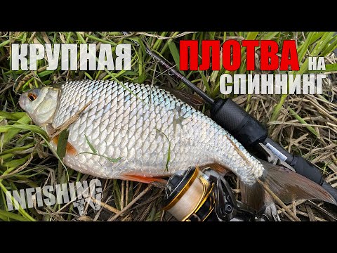 Видео: Ловля крупной плотвы на спиннинг. СО1Л. Часть 46