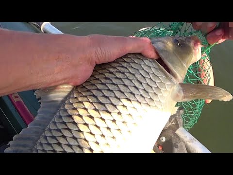 Видео: Вот это РЫБАЛКА 💥!!! ЖОР САЗАНА на реке и КАРАСИ МОНСТРЫ на обычные снасти