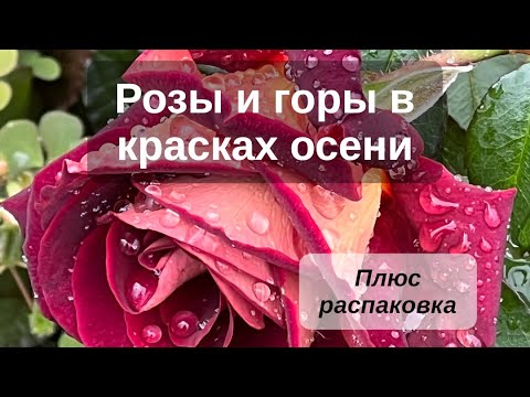 Видео: Розы и горы в красках осени. Плюс распаковка саженцев роз двух из питомников