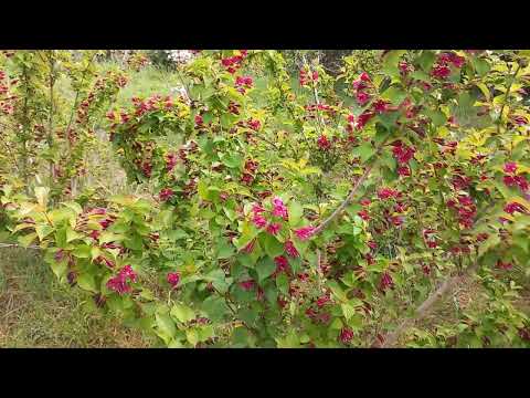 Видео: Гуляем по Дендрарию в Сочи