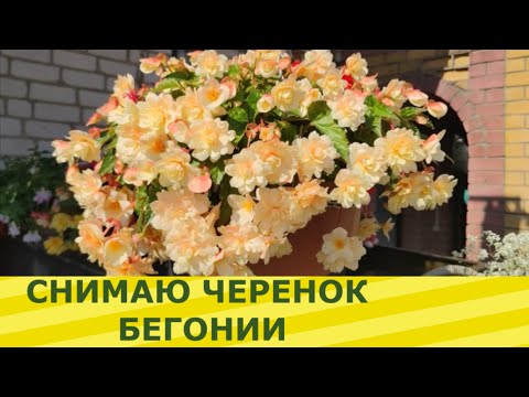 Видео: БЕГОНИЯ. ЧЕРЕНКУЮ ПРАВИЛЬНО. КАКИЕ БЕГОНИИ БУДУ СОХРАНЯТЬ?