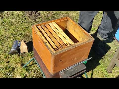 Видео: Гибель пасеки весной.
