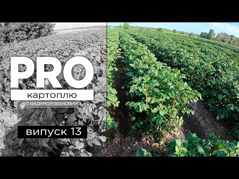 Видео: PROкартоплю #13 - Фітопрочистка