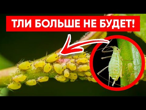 Видео: ТЛЯ БОИТСЯ ЭТОГО СИЛЬНЕЕ ОГНЯ! Супер Лучшее Средство от Тли Без Химии!