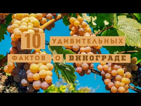 Видео: 10 фактов о винограде, о которых вы не знали