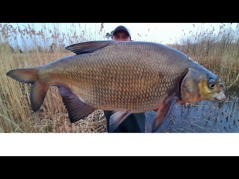 Видео: ЛЕЩ ПРЕТ КАМЫШ ТРЕЩИТ! ЛОВЛЯ ЛЕЩА НА БОКОВОЙ КИВОК! РЫБАЛКА НА ЛЕЩА ВЕСНОЙ. лещ на удочку.