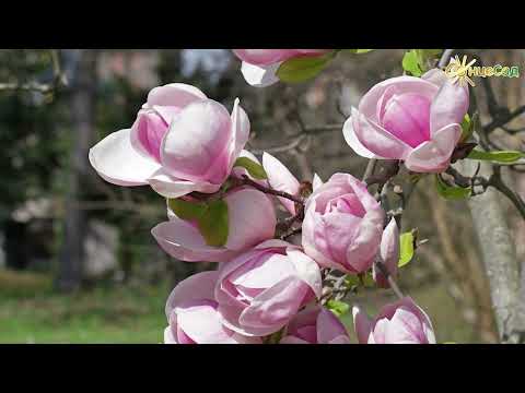 Видео: 🌸 Магнолія Суланжа 🌸