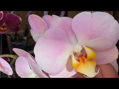 Видео: В гостях у зрителей ( коллекция Елены )