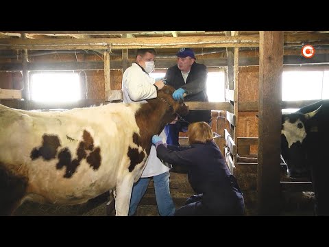 Видео: Крупный рогатый скот в Севастополе готовят к вакцинации от сибирской язвы