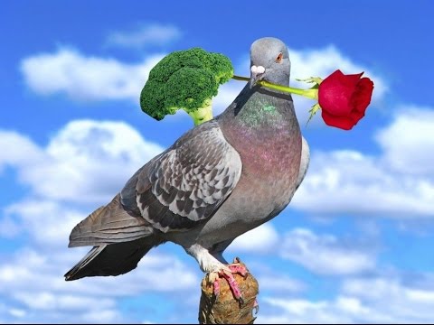 Видео: [Овощ и Голубь] - Fairy Tail 175 серия - МММ КРАСАВЭЦ