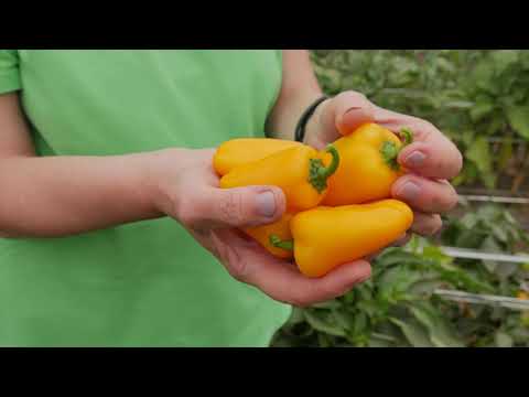 Видео: Миниатюрный сладкий перец ЛИСИЧКА желтая