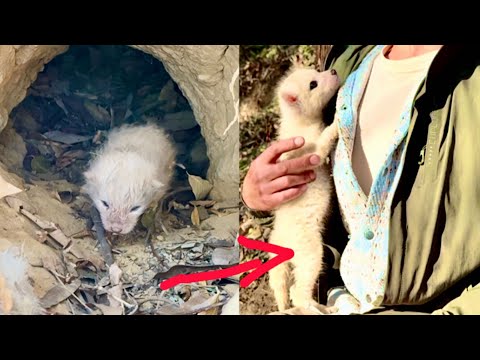 Видео: Слёзы! Осиротевший лисёнок 🦊 отчаянно просил помощи, а потом удивительно изменился. 🦊😮👍😘❤❤❤❤