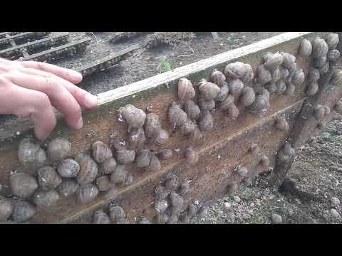 Видео: Helix aspersa muller - равликова ферма (збір урожаю)