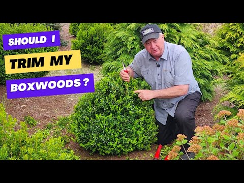 Видео: Стоит ли обрезать самшит? И если да, то когда и как? Ответ… ДА! Но это зависит от обстоятельств! ...