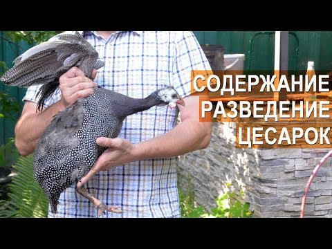 Видео: Профессор Забиякин В.А. Французская цесарка выращенная в условиях фермерского хозяйства