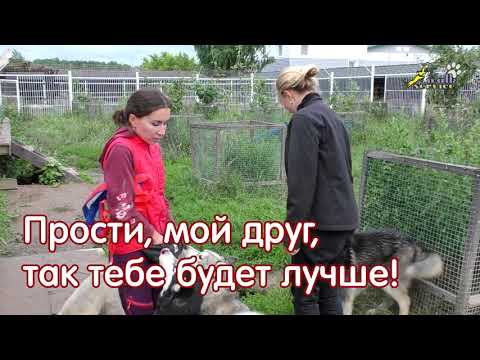 Видео: Кастрация собак