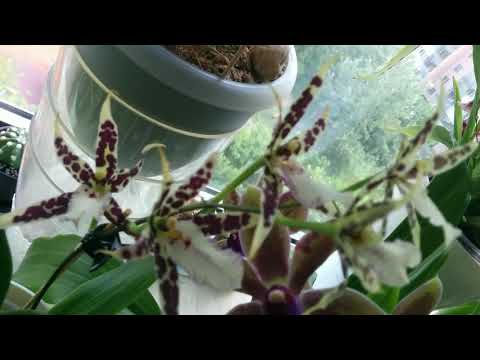 Видео: Причудливая брассия, маленький зигопеталум и немножко об уходе