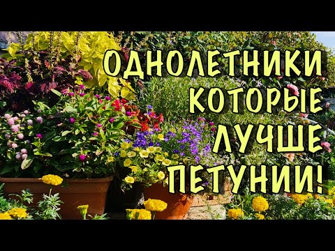 Видео: ПЕТУНИЮ больше НЕ ПОСАЖУ! Нашла цветы НАМНОГО КРАСИВЕЕ, а главное они ЦВЕТУТ БЕЗ УХОДА до ЗАМОРОЗКОВ