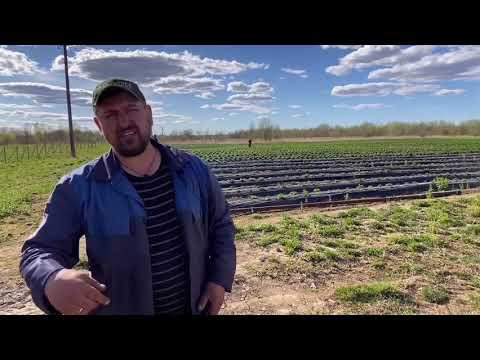 Видео: АгроСтартАп или грант как начинающий фермер, ожидание и реальность!