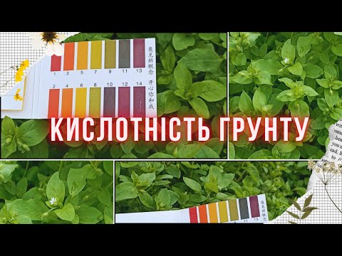 Видео: КИСЛИЙ ЧИ ЛУЖНИЙ? Швидкий та доступний спосіб перевірити РН грунту на вашому городі