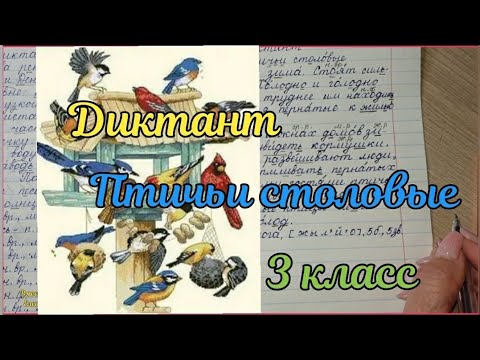 Видео: Диктант "Птичьи столовые"