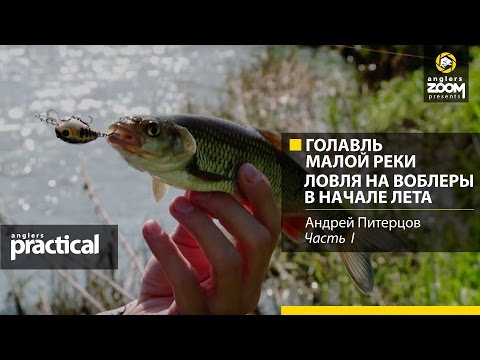 Видео: Голавль малой реки. Ловля на воблеры в начале лета.Андрей Питерцов.Anglers Practical