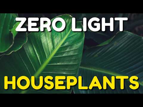 Видео: 20 лучших растений для комнаты без окон