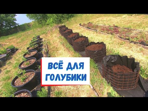 Видео: Большие работы на плантации голубики