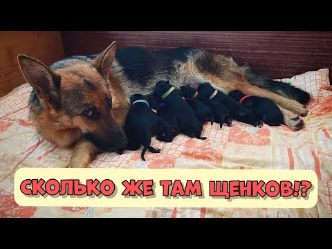 Видео: КАК ПРИНЯТЬ РОДЫ У СОБАКИ. РОЖДЕНИЕ НЕМЕЦКИХ МЕДВЕЖАТ