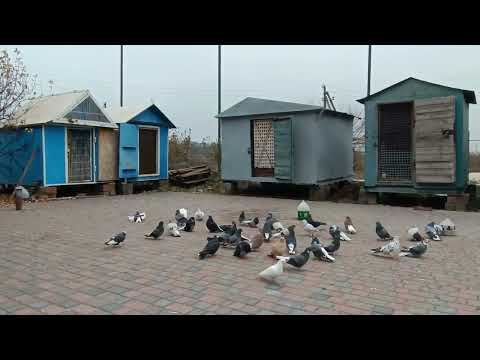 Видео: Николаевские голуби 2.  Простыми словами о сложном, краткий обзор комментариев по теме вакцинация.