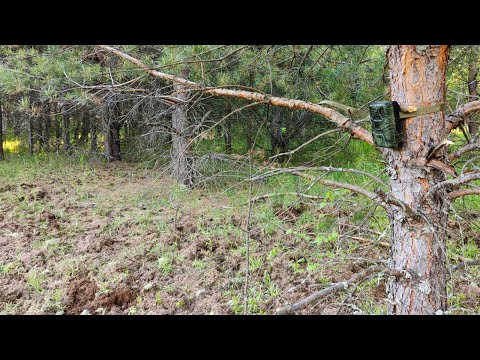 Видео: Нашел странные СЛЕДЫ у лесной ЧАЩИ и оставил Фотоловушки на 2 месяца!