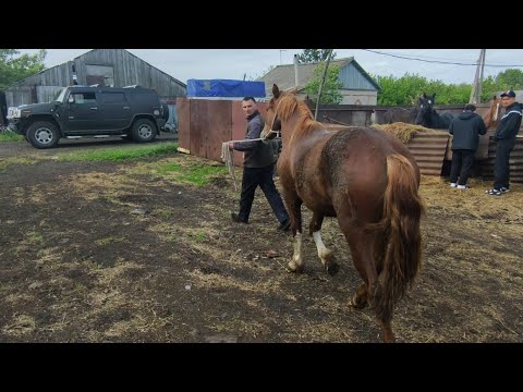 Видео: Жеребец Мотылек уехал на Hamere.