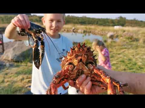 Видео: Лобстер амар и королевский краб. spider crab