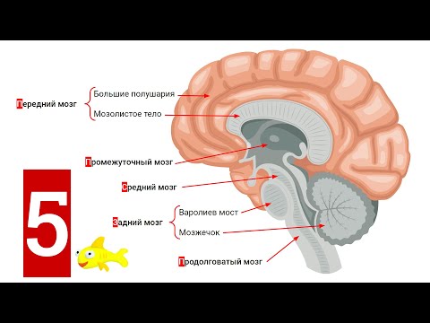 Видео: Головной мозг человека: строение, функции + КАК ЭТО ЗАПОМНИТЬ