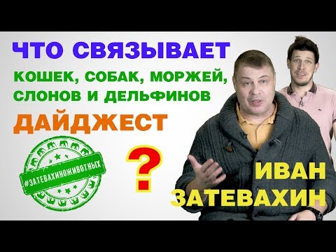 Видео: ЧТО СВЯЗЫВАЕТ КОШЕК, СОБАК, МОРЖЕЙ, СЛОНОВ И ДЕЛЬФИНОВ?  (Дайджест)