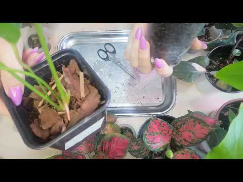 Видео: Антуриум в микоризе и другие мои эксперименташки. Мини отчёт. 🌿🌺
