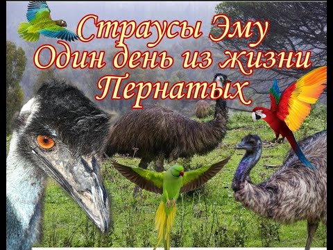 Видео: Страусы ЭМУ ::: Жизнь с большими птицами)) #Страусы #СтраусЭМУ #Emu Ostrich #Ostrich